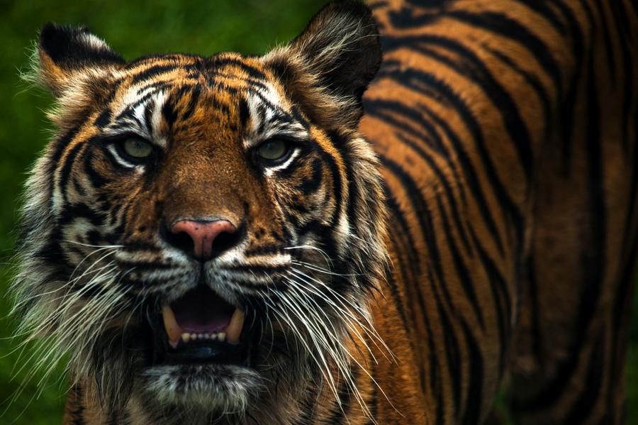 อินโดฯ ปล่อย 'เสือโคร่ง' 2 ตัว คืนสู่ป่าบนเกาะสุมาตรา