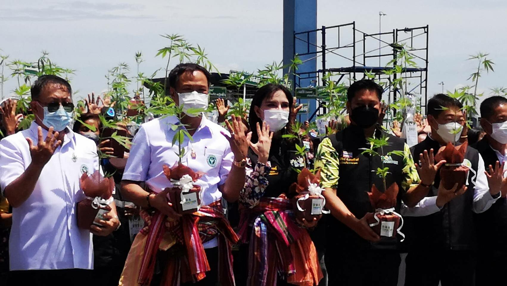 'มนัญญา' มอบ 1,000 ต้นกัญชา 'อนุทิน' ส่งต่อ - ชาวบ้านปลื้มได้ปลูกใช้เอง