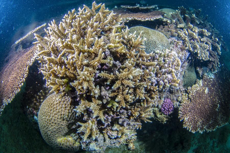 ไหหลำเดินหน้าปลูก 'ปะการัง' คุ้มครองระบบนิเวศใต้ทะเล