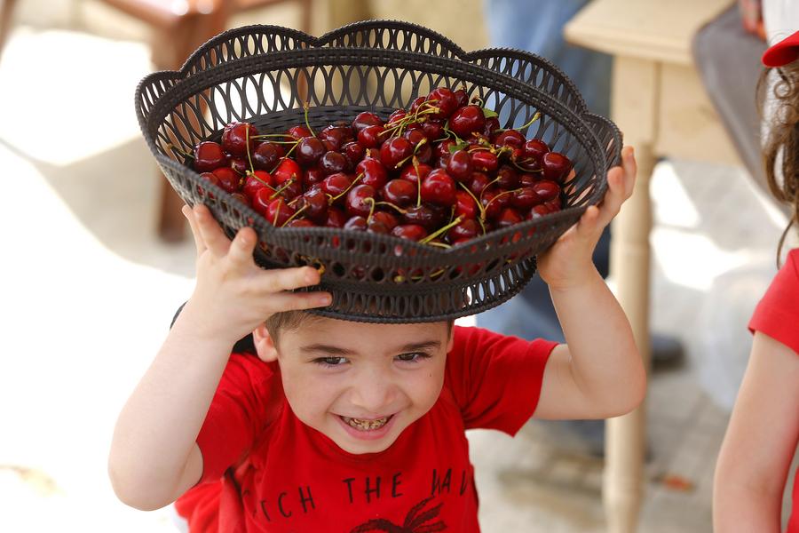เทศกาล 'เชอร์รี' แดงฉ่ำในเลบานอน