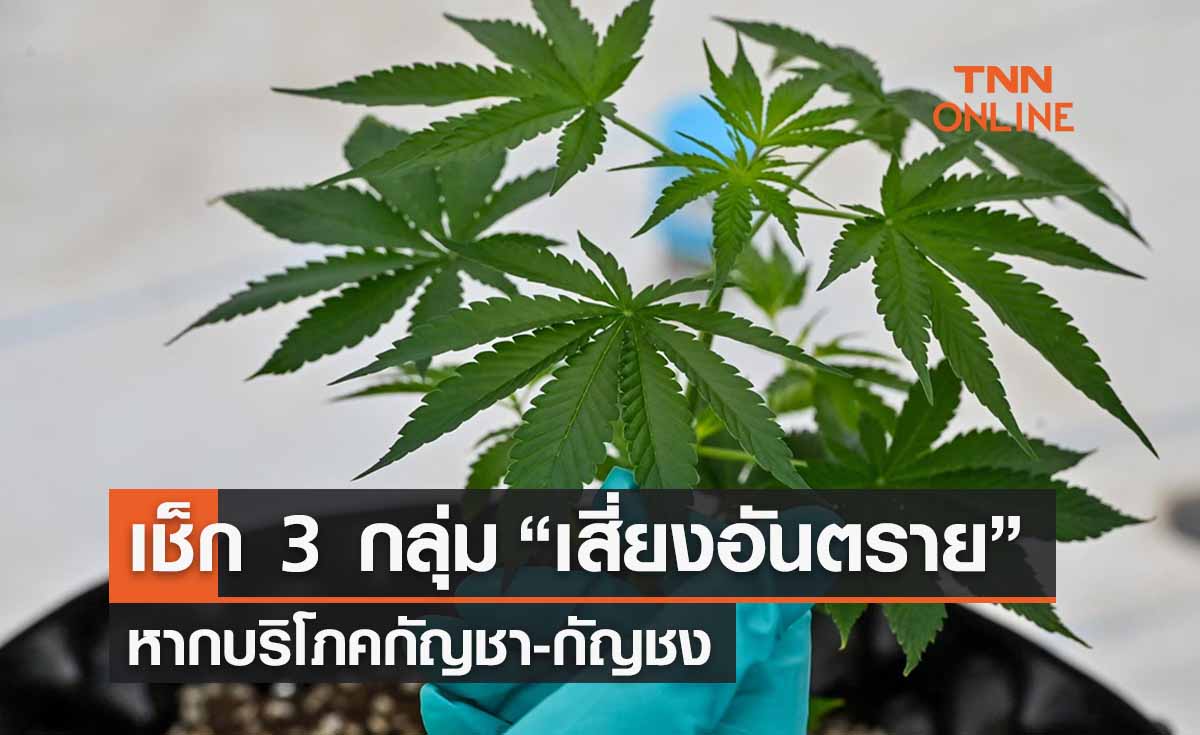 เช็ก 3 กลุ่ม “เสี่ยงอันตราย” หากบริโภคกัญชา-กัญชง ศึกษาให้ดีก่อนใช้