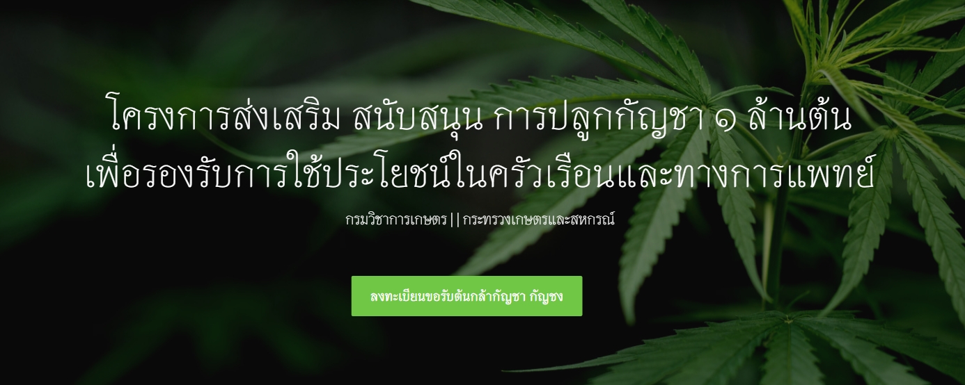 ลงทะเบียนที่นี่! register.doa.go.th 16 มิ.ย. นี้ แจกกัญชาฟรี 2 ต้นต่อครัวเรือน 