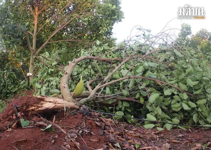 พายุพัดกระหน่ำสวนขนุนเสียหายกว่า 600 ไร่ ซ้ำเติมช่วงราคาตกต่ำ เผยขายหน้าสวนได้ กิโลฯ ละ 1-2 บาท