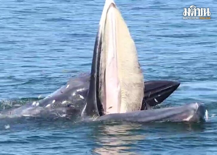 อบจ.ปลื้ม ปิดอ่าวช่วยทะเลสมบูรณ์ 'วาฬบรูด้า' หากินถึงปากอ่าวแม่กลอง เตรียมส่งเสริมการท่องเที่ยว