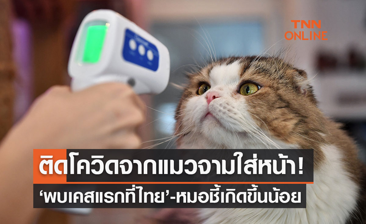 'แมวจามใส่หน้าติดโควิด' เจอเคสแรกในไทย-ม.อ.ชี้แจงแล้ว ‘โอกาสน้อยมาก’
