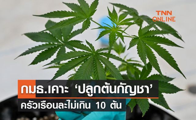 กมธ.เคาะแล้ว! กำหนดปลูกกัญชาได้บ้านละไม่เกิน 10 ต้น