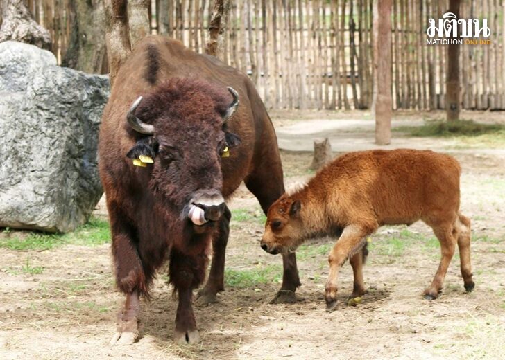 เชียงใหม่ไนท์ซาฟารีต้อนรับ ‘ลูกไบซันอเมริกัน’สมาชิกใหม่สัตว์ป่าหายากหนึ่งเดียวในไทย