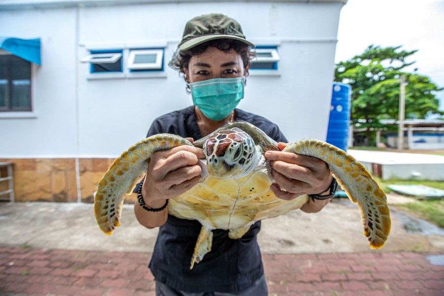 Asia Album : ผู้เชี่ยวชาญไทยช่วยชีวิต 'เต่าทะเล' คืนสู่ธรรมชาติ