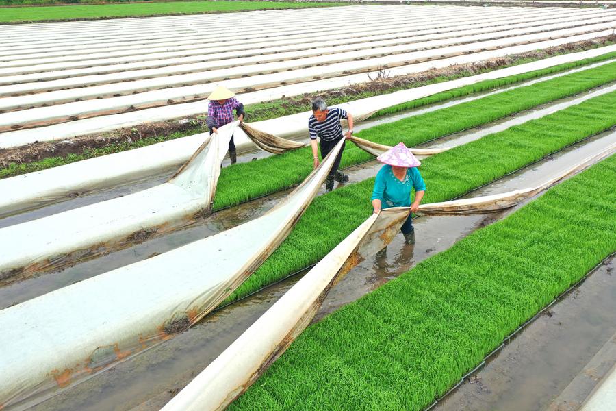 'เจียงซู' ออกมาตรการ กระตุ้นปลูกธัญพืชสำคัญ-ขายสินค้าเกษตร