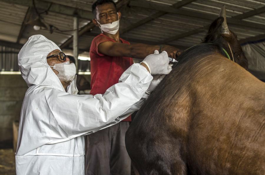 อินโดฯ ฉีดวัคซีนให้ 'วัว' สกัดโรคปาก-เท้าเปื่อย