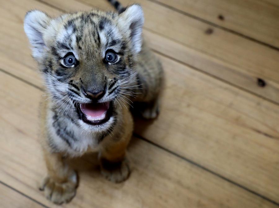 ส่องความน่ารัก 'เสือโคร่งจีนใต้' อายุครบ 2 เดือน ในซูโจว