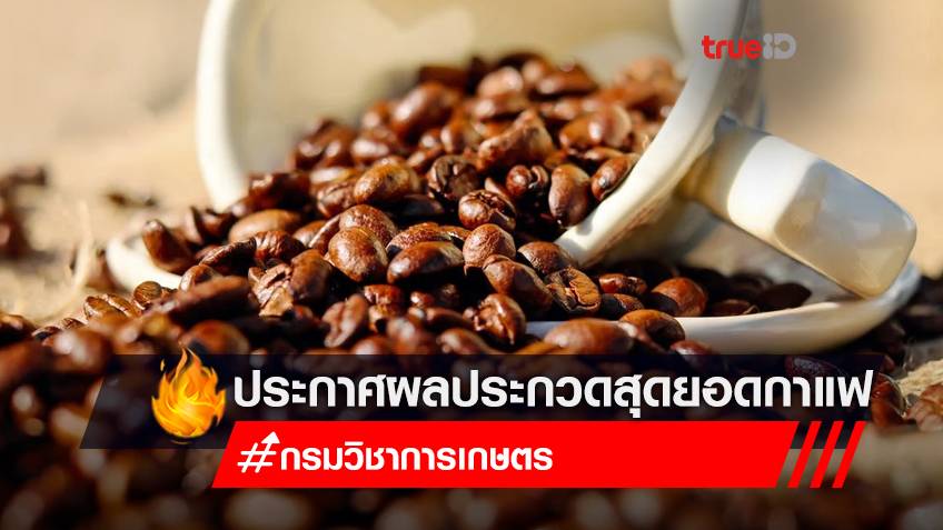 15 กรกฎาคมนี้ กรมวิชาการเกษตร เตรียมประกาศผลประกวดสุดยอดกาแฟไทยปี 2565