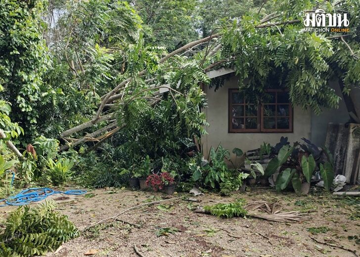ลุงวัย 83 ปี ต้นไม้ล้มทับบ้าน พาภรรยาป่วยติดเตียงหนีตาย สุดท้ายไร้คนรับผิด