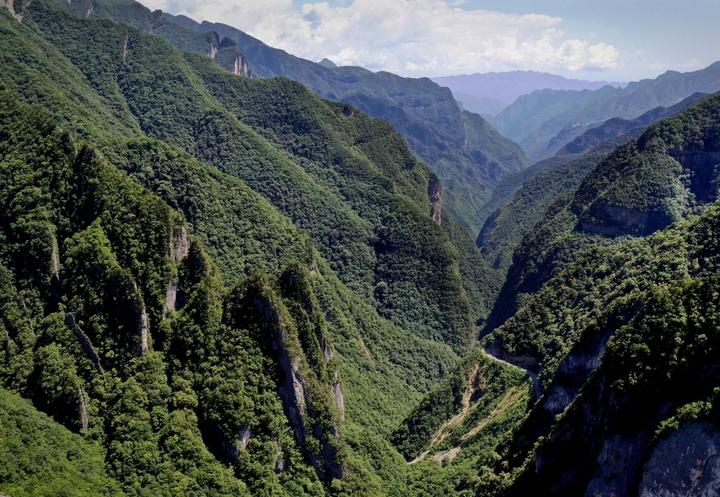 จีนแต่งตั้ง 'หัวหน้าป่าไม้' เกือบ 1.2 ล้านคน