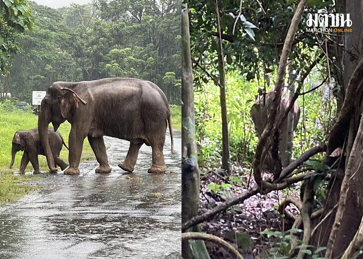 ติดตามชีวิต 2 แม่ลูกช้างป่า หลังตกท่อระบายน้ำ จนท.พบปลอดภัยดี เดินหาอาหารรอบๆ บริเวณได้