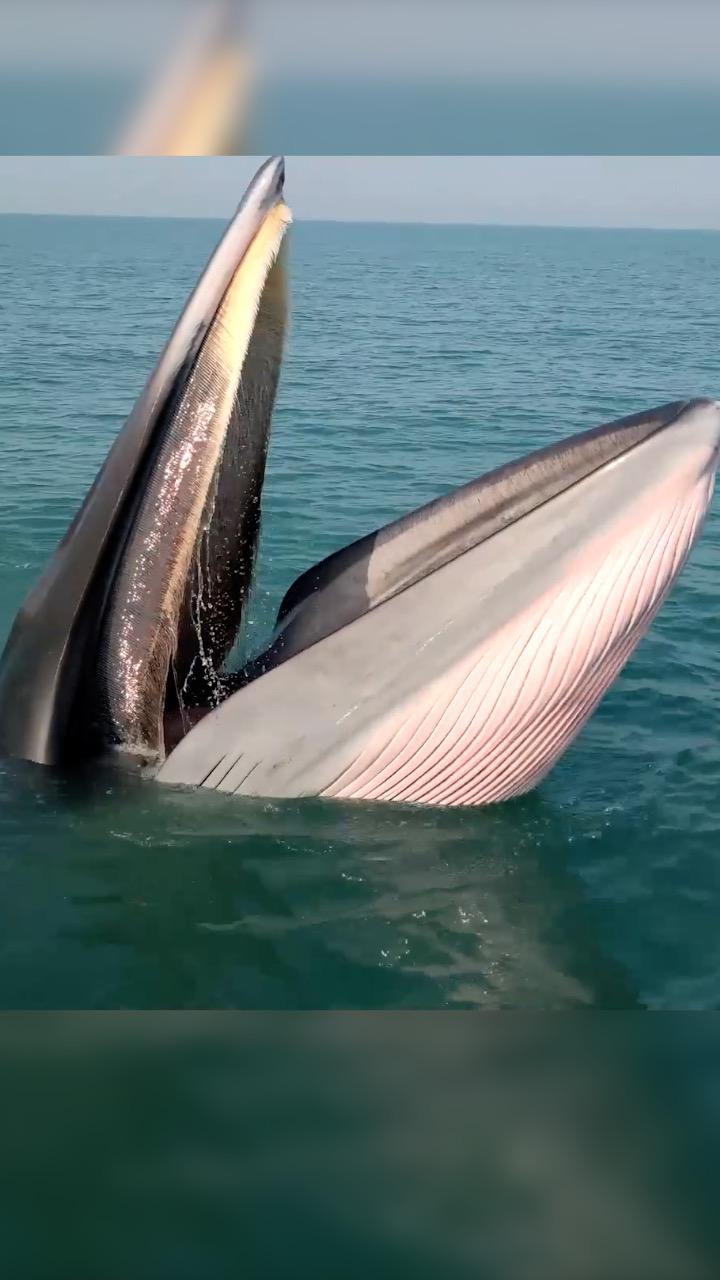 'วาฬบรูด้า' โผล่อวดโฉมกลางน่านน้ำนอกกว่างซี
