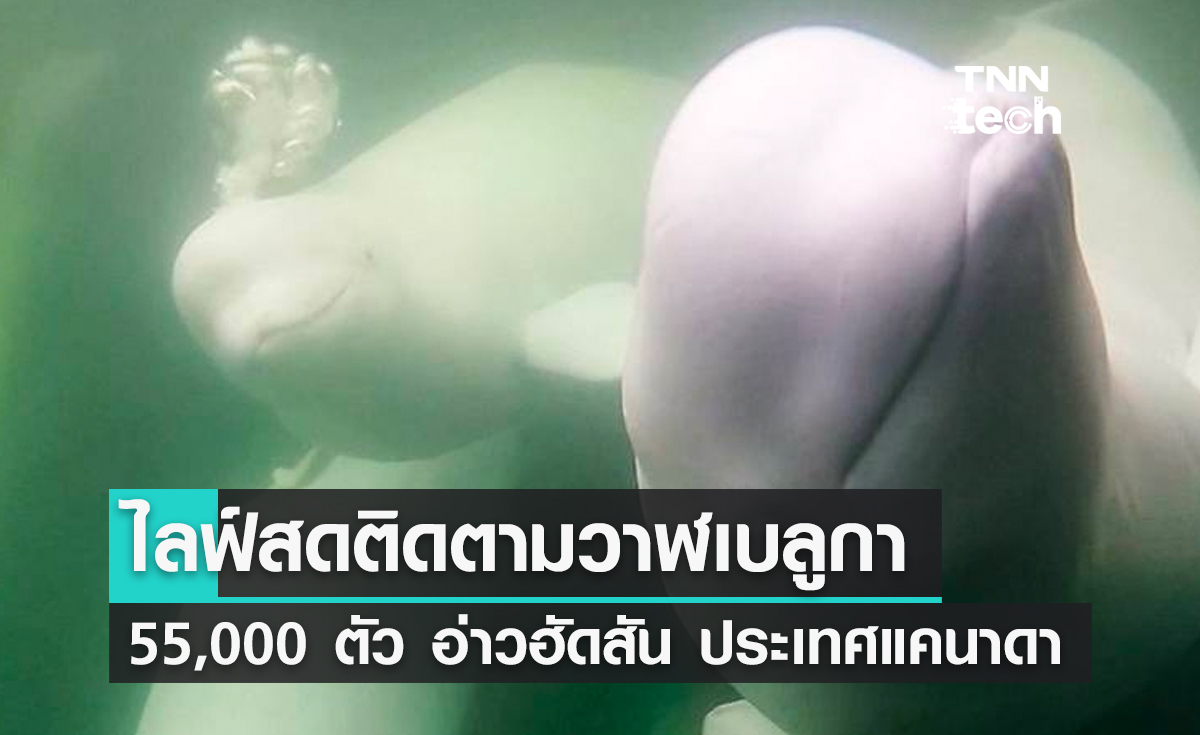 ไลฟ์สดติดตามวาฬเบลูกา 55,000 ตัว จากอ่าวฮัดสัน ประเทศแคนาดา