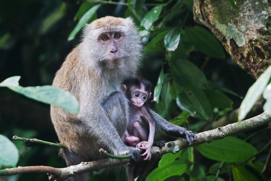 Asia Album : 'ลิงหางยาว' เจ้าถิ่นอุทยานธรรมชาติในสิงคโปร์