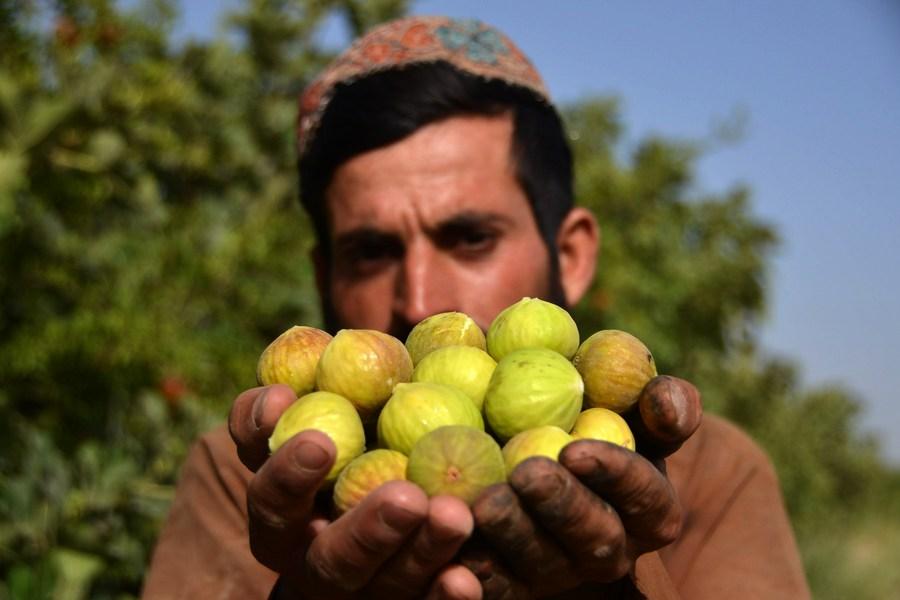 Asia Album : เกษตรกรเก็บ 'อัลมอนด์-มะเดื่อ' สดใหม่ในอัฟกาฯ