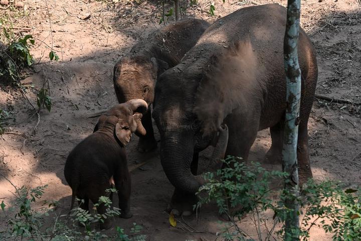 ยูนนานมีประชากร 'ช้างเอเชียป่า' ราว 360 ตัวแล้ว