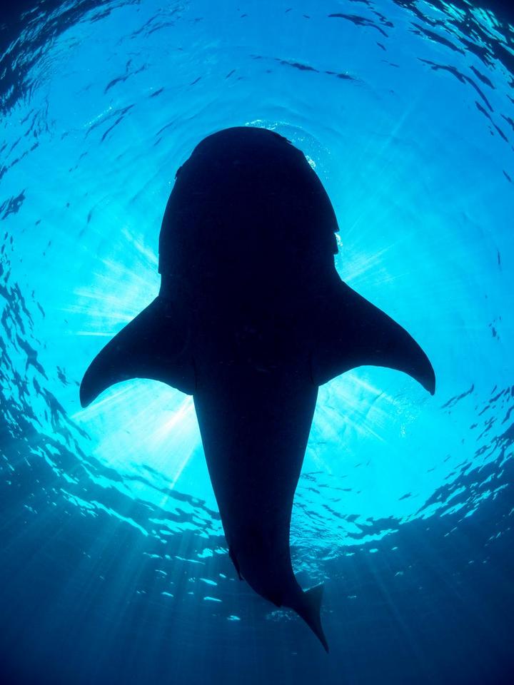 ศึกษาพบ 'ฉลามวาฬ' ขึ้นแท่น 'สิ่งมีชีวิตกินพืช-สัตว์' ใหญ่สุดในโลก