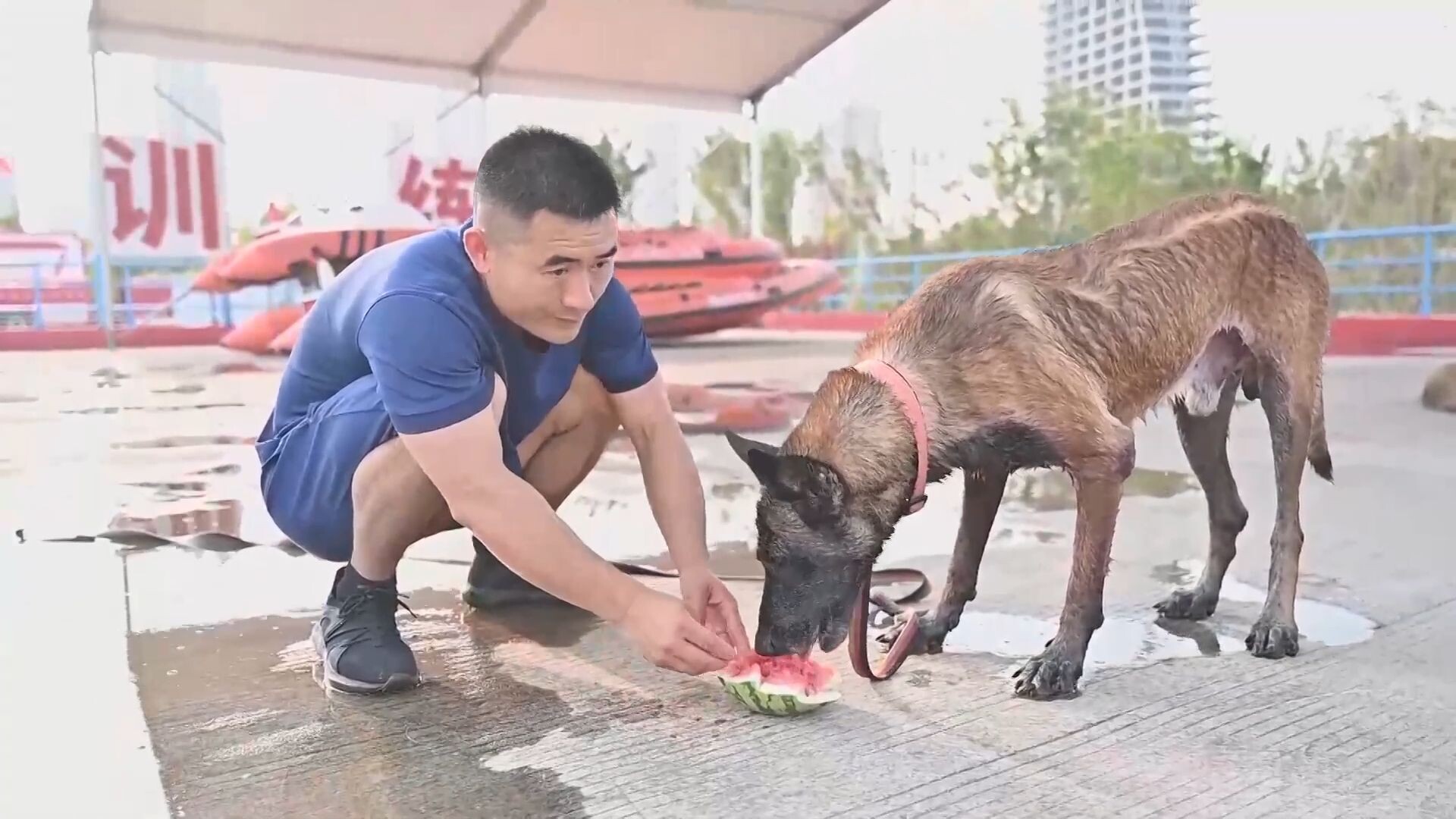 ส่อง 'สุนัขดมกลิ่น' ในจีน ฝึกซ้อมภาคฤดูร้อน