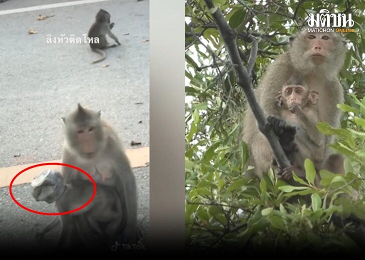 เจ้าหน้าที่ปล่อยลิงแม่ลูกคืนสู่ป่าชายเลน หลังช่วยรักษาลิงน้อยหัวติดขวดโหลจนแข็งแรง