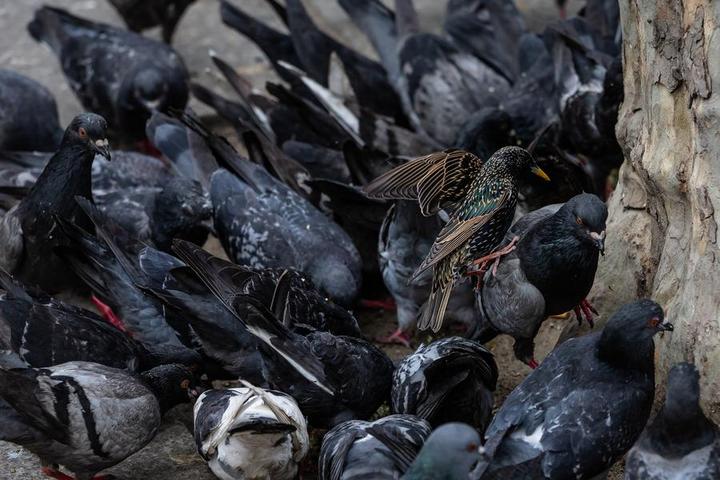 ฝรั่งเศสฆ่า 'ไก่งวง' อย่างน้อย 8,000 ตัว หลังพบ 'ไข้หวัดนก' ระบาด