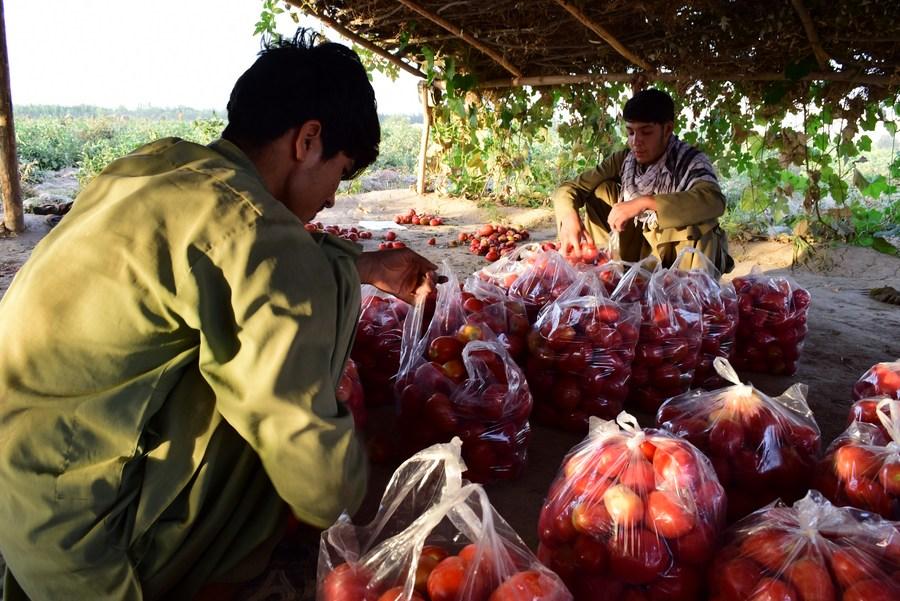 Asia Album : เกษตรกรอัฟกัน เก็บเกี่ยว 'มะเขือเทศ' สีแดงสดใหม่