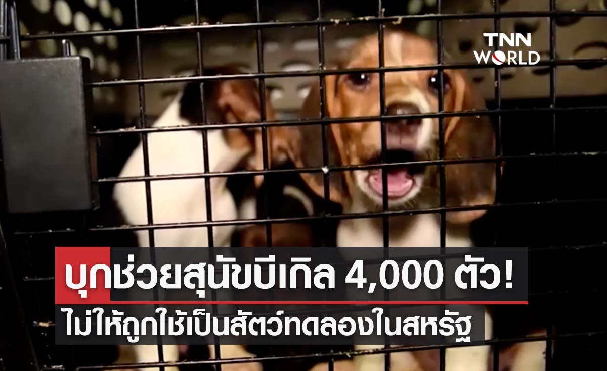 บุกช่วยสุนัขบีเกิล 4,000 ตัว! ไม่ให้ถูกใช้เป็นสัตว์ทดลองในสหรัฐ