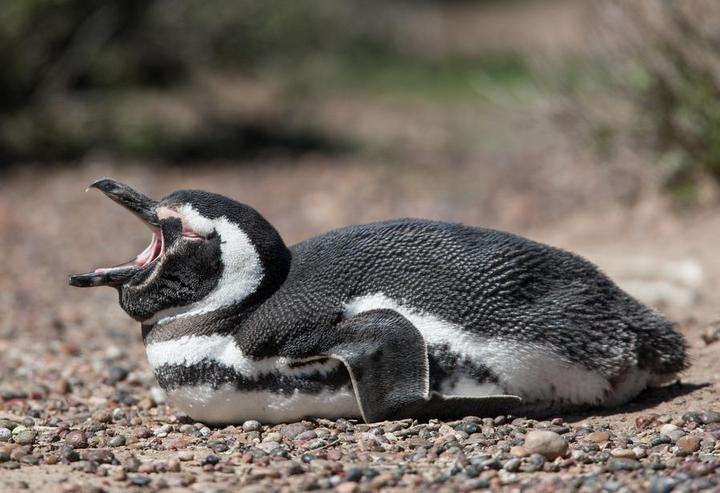 ตะลึง! บราซิลพบ 'เพนกวิน' เกือบ 600 ตัวตายเกลื่อนหาด หลังเจอพายุถล่ม