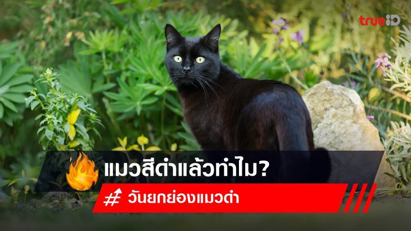 17 สิงหาคม วันยกย่องแมวดำ : แมว "สีดำ" แล้วทำไม?