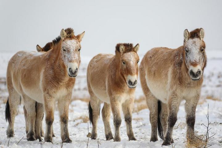 ประชากร 'ม้าเปรวาสกี' ใกล้สูญพันธุ์ในมองโกเลีย ทะลุ 1,000 ตัวแล้ว