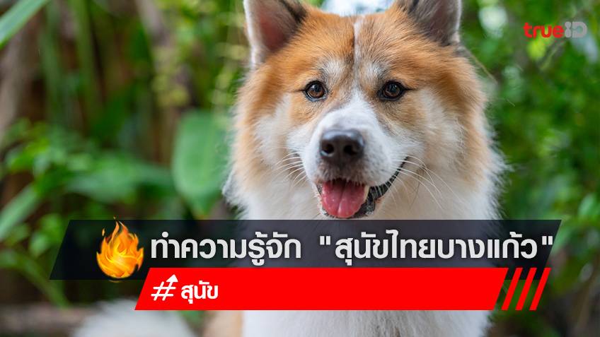 ทำความรู้จัก "สุนัขไทยบางแก้ว" สุนัขที่ได้รับการขึ้นทะเบียนเป็นสุนัขโลกลำดับที่ 2 ต่อจากพันธุ์ไทยหลังอาน