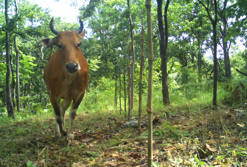 สารพัด 'สัตว์ป่า' ทักทายกล้องในเขตอนุรักษ์กัมพูชา