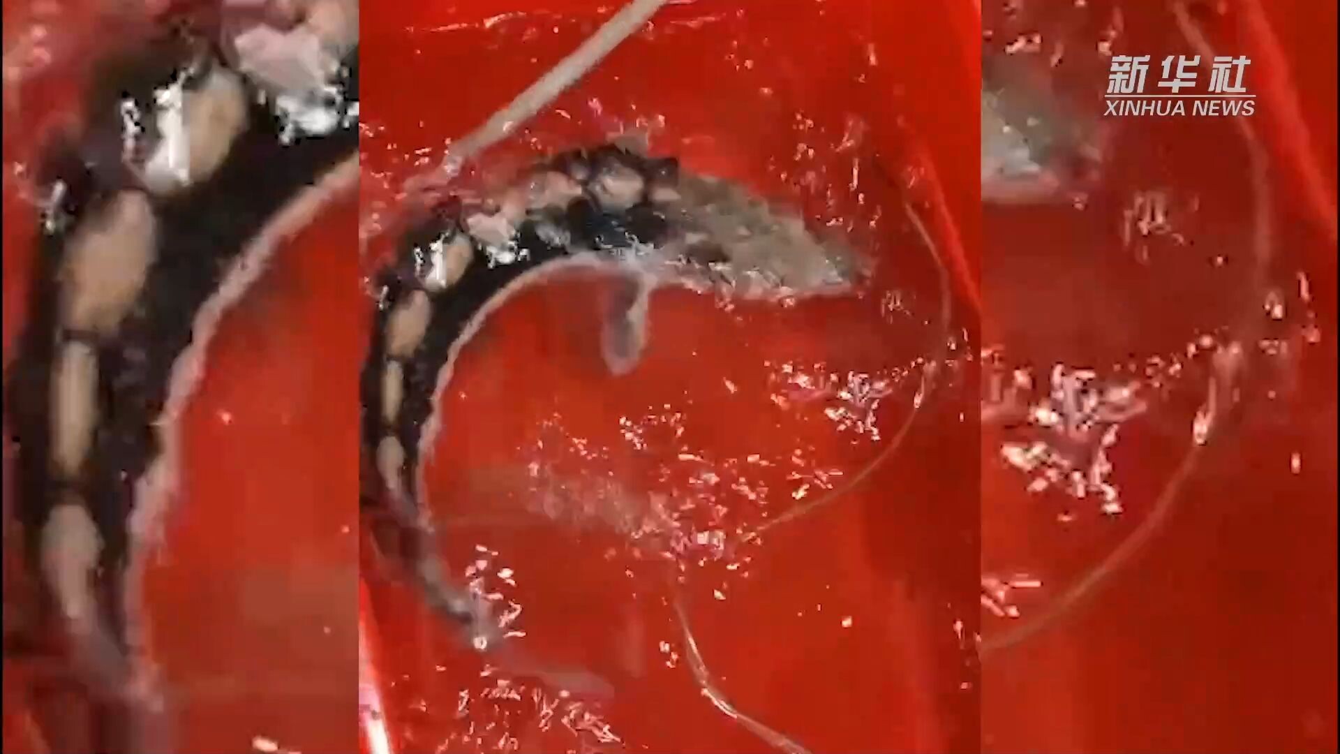หูเป่ยช่วยชีวิต 'ปลาสเตอร์เจียนแยงซี' หายาก ตัวยาวกว่า 90 ซม.