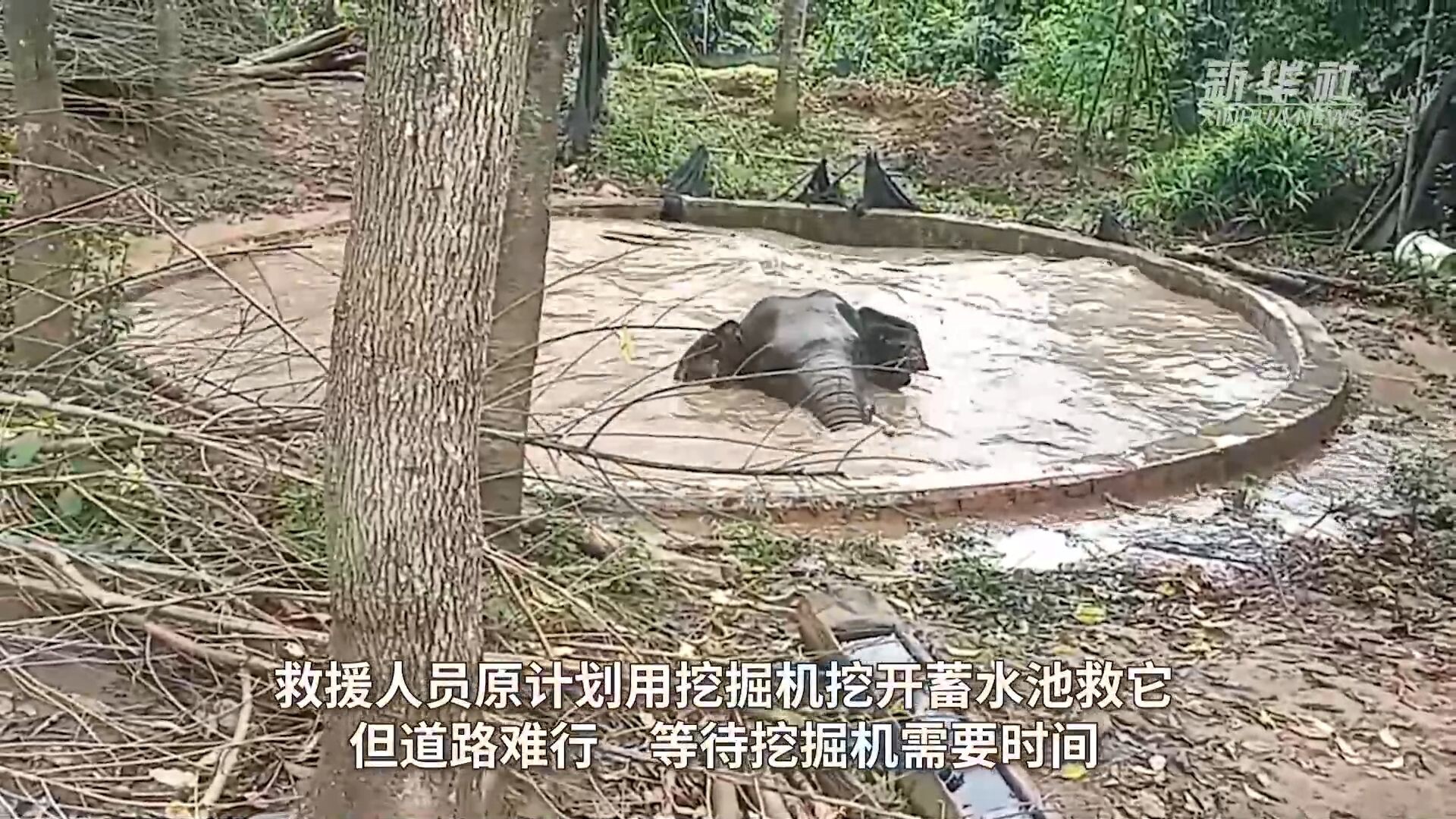 ยูนนานช่วยชีวิต 'ช้างป่า' หนัก 2.5 ตัน พลัดตกอ่างเก็บน้ำ