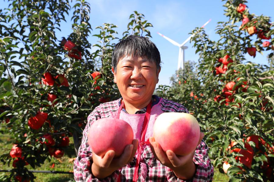 เกษตรกรจีนยิ้มแป้น เก็บเกี่ยว 'พืชผล' สมบูรณ์ดังหวัง