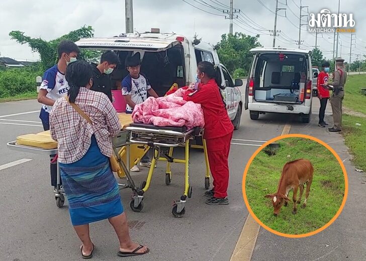 ลูกวัวเดินตัดหน้ารถกู้ภัย ระหว่างพาผู้ป่วยส่ง รพ. โดนชนเต็มๆ เจ็บเล็กน้อย คนขับ-ผู้ป่วยปลอดภัย