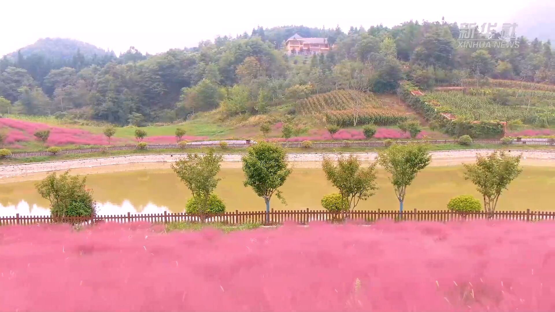 เที่ยวชม 'ทุ่งหญ้าสีชมพู' งดงามในหูเป่ย