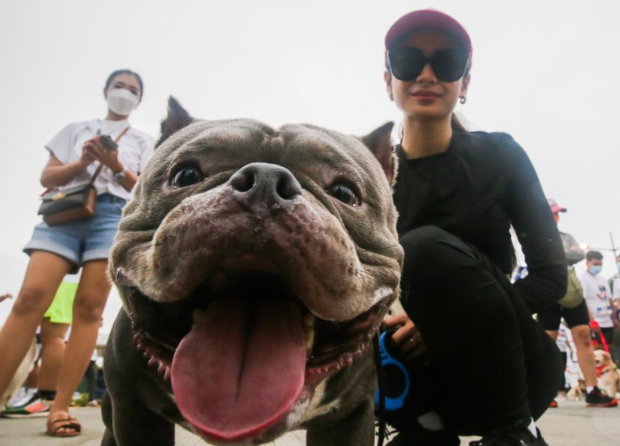 ฟิลิปปินส์จัดวิ่งระดมทุนช่วยเหลือ 'น้องหมา'