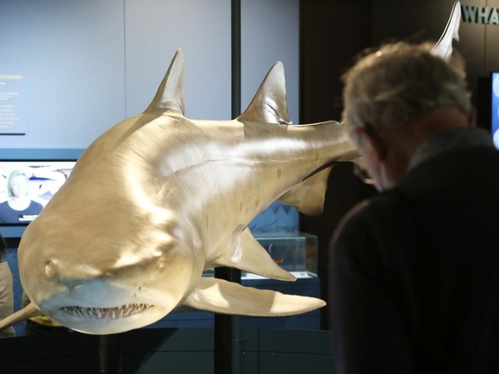 ประจันหน้าบรรพบุรุษ 'ฉลาม' ในพิพิธภัณฑ์ออสเตรเลีย