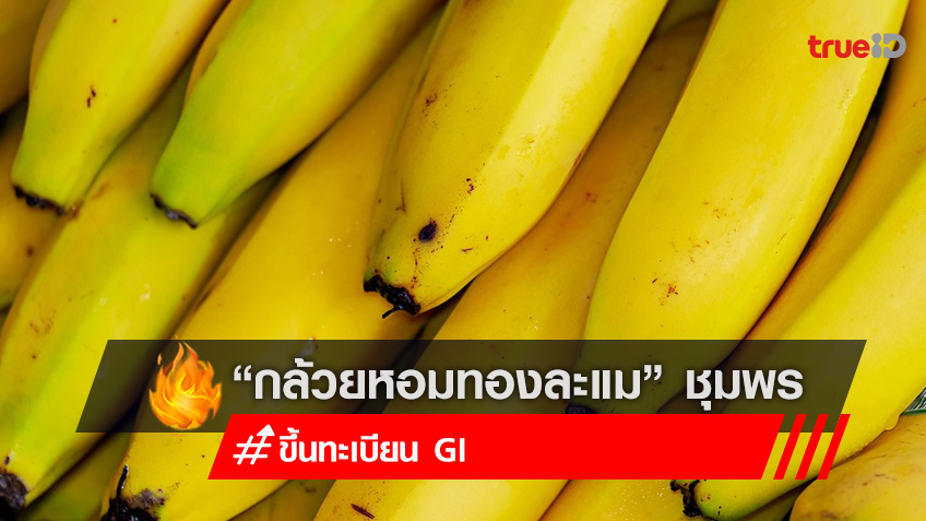 พาณิชย์ขึ้นทะเบียน GI “กล้วยหอมทองละแม” ผลไม้ดังชุมพร ดันเจาะตลาดญี่ปุ่น