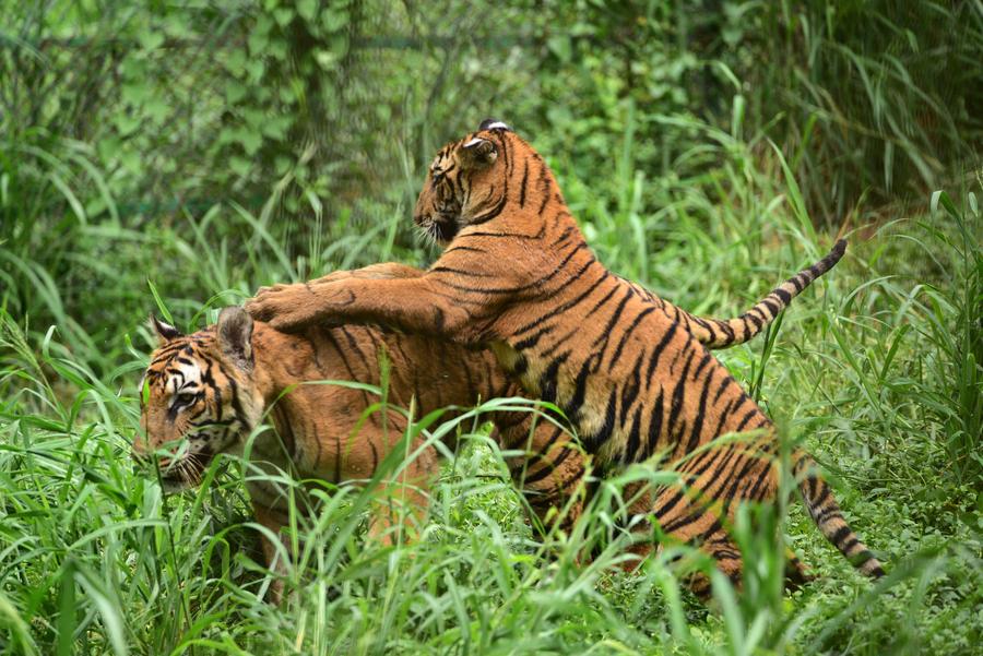 ส่องโมเมนต์ 'แม่ลูก' สัตว์สองสายพันธุ์ในอินเดีย
