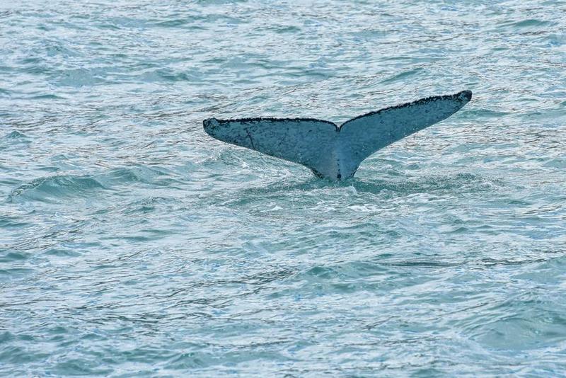 นิวซีแลนด์พบ 'วาฬเกยตื้น' สองครั้งใหญ่ รวมเกือบ 500 ตัว