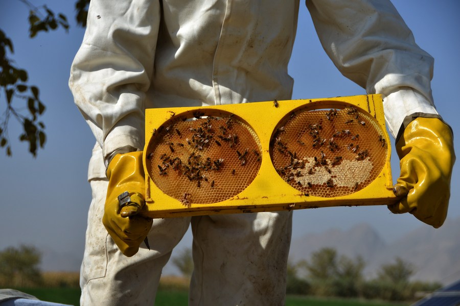 Asia Album : ส่องแหล่งผลิต 'น้ำผึ้ง' แสนหวาน ในอัฟกาฯ