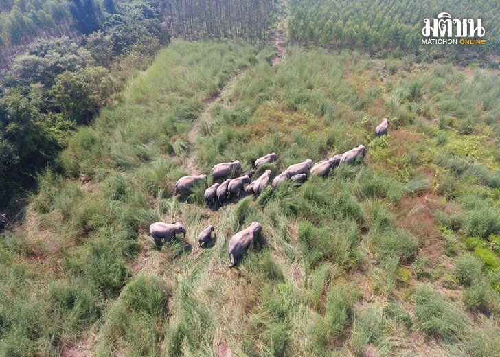 ช้างป่าอ่างฤาไนฯ 20 ตัว บุกหากินพื้นที่เกษตรชาวบ้าน เสียหายหนัก