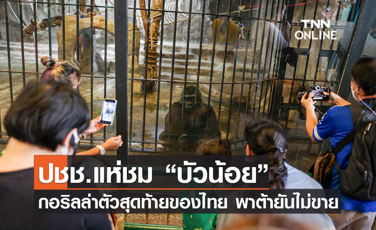 ปชช.แห่ชม“บัวน้อย” กอริลล่าตัวสุดท้ายของไทย พาต้ายันไม่ขาย