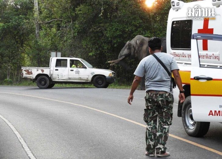 "หัวหน้าเขาใหญ่" เตือนนักท่องเที่ยว ระวัง ช้างป่าพลายดื้อตกมันออกเพ่นพ่าน หลังล่าสุดทำร้ายรถเจ้าหน้าที่