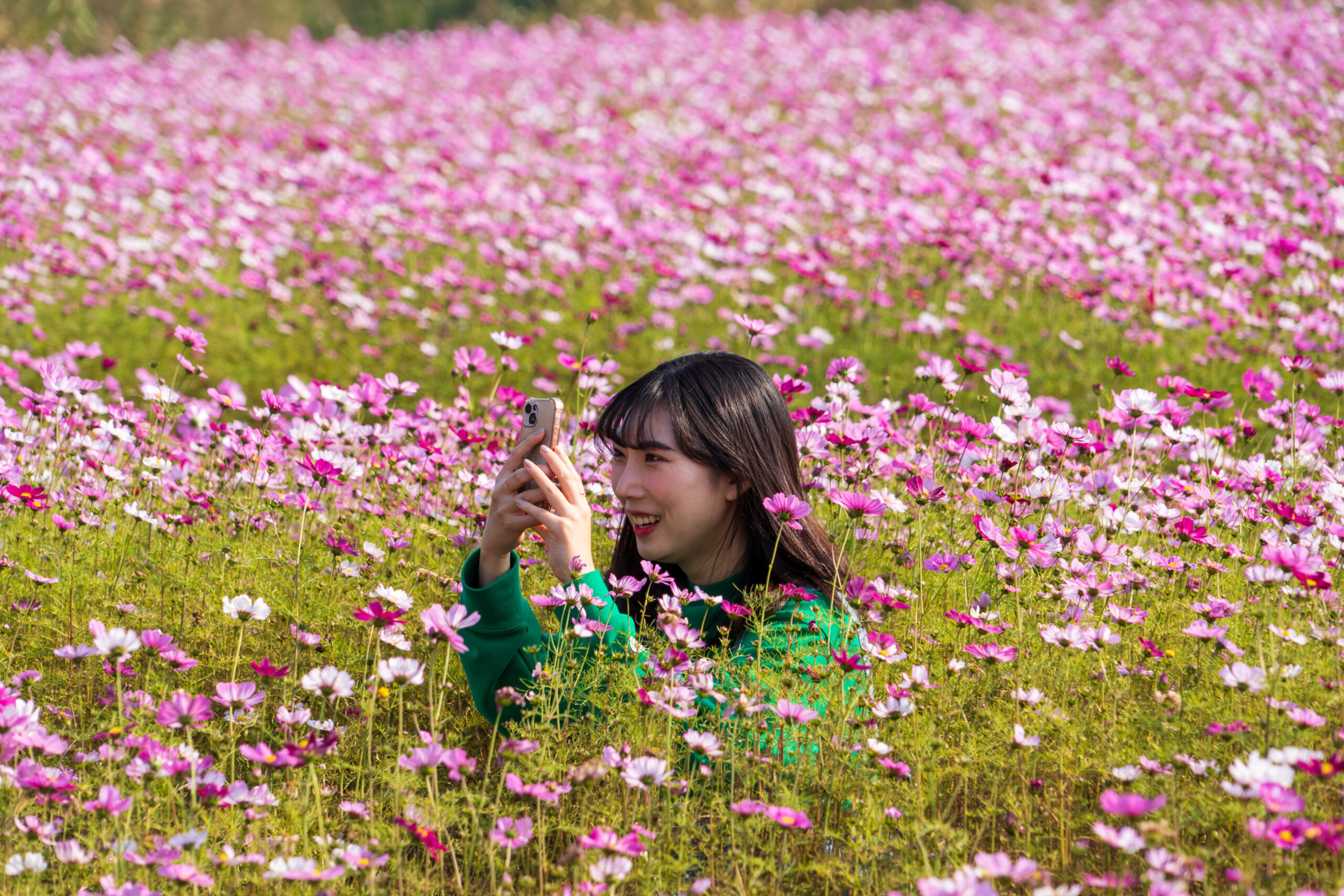 นักท่องเที่ยวเยือน 'สวนดอกคอสมอส' ในเกาหลีใต้